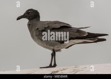 Une mouette de lave (Leucophaeus fuliginosus) des îles Galapagos. Cette espèce est considérée comme la plus rare des espèces de goélands dans le monde. Banque D'Images