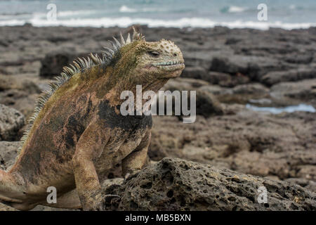 Un grand iguane marin près de la flottaison sur l'île de Santa Cruz dans les Galapagos, Equateur. Banque D'Images