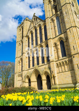 La face ouest de la cathédrale de Ripon, North Yorkshire, UK, sur une journée de printemps ensoleillée avec jonquilles Banque D'Images