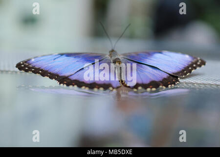 Sky Blue Morpho butterfly papillon, en vue de dos ( Morpho peleides ) Banque D'Images