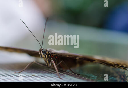 Sky Blue Morpho butterfly, butterfly en vue de face ( Morpho peleides ) Banque D'Images