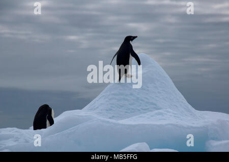 L'Antarctique l'Île du Diable, Adelie penguin iceberg escalade Banque D'Images