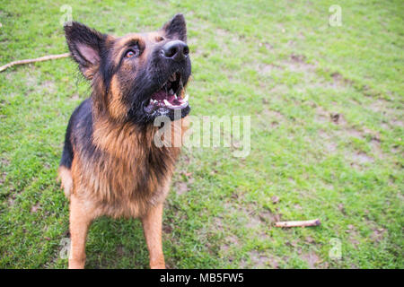 Zeus le Berger Allemand Banque D'Images