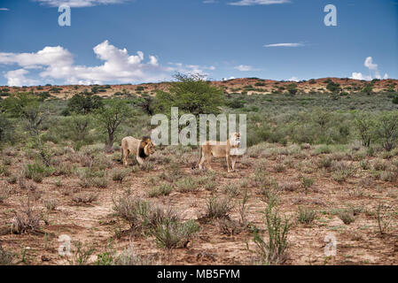 Couple lion, Panthera leo, errant à travers le paysage du Kalahari, Kgalagadi Transfrontier Park, Afrique du Sud, l'Afrique Banque D'Images