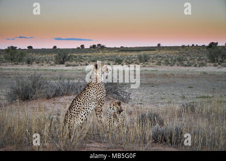 Cheetah cub avec les anciens sur le vagabondage, Acinonyx jubatus, Kgalagadi Transfrontier Park, Afrique du Sud, l'Afrique Banque D'Images