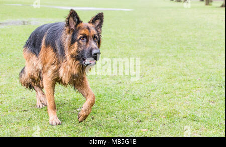 Zeus le Berger Allemand Banque D'Images