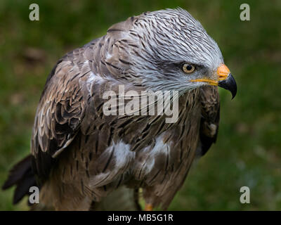 Milan noir (Milvus migrans) est un oiseau de proie de la Famille des Accipitridae. Banque D'Images