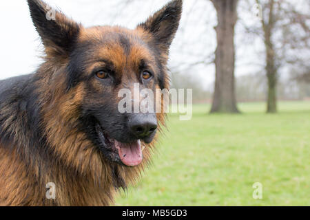 Zeus le Berger Allemand Banque D'Images