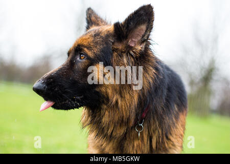 Zeus le Berger Allemand Banque D'Images