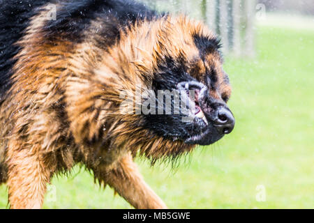 Zeus le Berger Allemand Banque D'Images