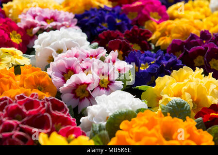 Fleurs de primevère de couleurs différentes Banque D'Images