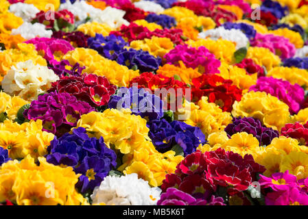 Fleurs de primevère de couleurs différentes Banque D'Images