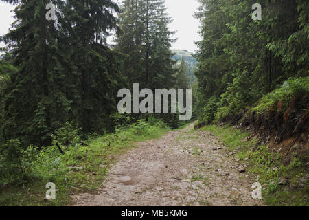 Route de masse par de vieux bois vert en zone de montagne. Image couleur horizontal. Banque D'Images