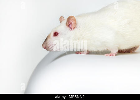 Rat aux yeux rouges sur un fond blanc Banque D'Images