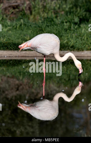 Flamant rose Banque D'Images