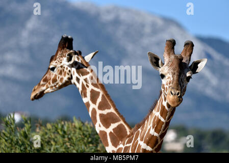 Les Girafes Baringo Banque D'Images