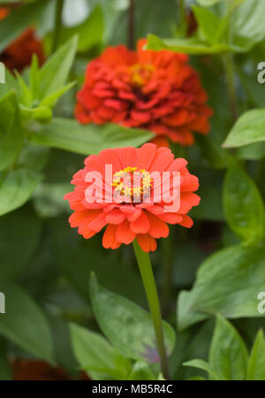 Zinnia elegans fleurs. Banque D'Images