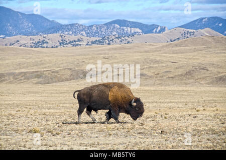 Un seul homme le bison et le buffle broute dans la région de South Park dans le Colorado. Banque D'Images