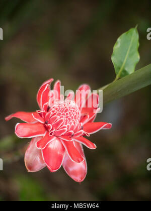 Profondeur de champ éloigné d'une fleur de gingembre rouge aux Seychelles Banque D'Images