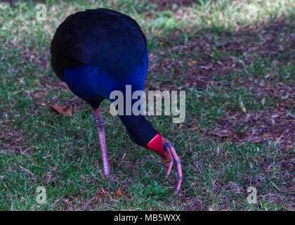 Griffes Pukeko nourriture à Lake Hamilton, Nouvelle-Zélande Banque D'Images