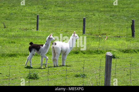 Les lamas dans une cour clôturée sur une ferme rurale Banque D'Images