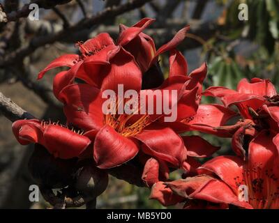 Branche d'un arbre en fleurs de coton rouge, bombax ceiba. Banque D'Images