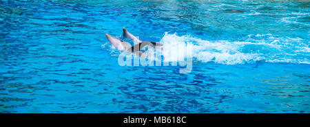 Les grands dauphins communs, connu aussi sous le nom de dauphin ou Bottle-Nosed, dauphins Tursiops truncatus, dans un jardin zoologique Banque D'Images