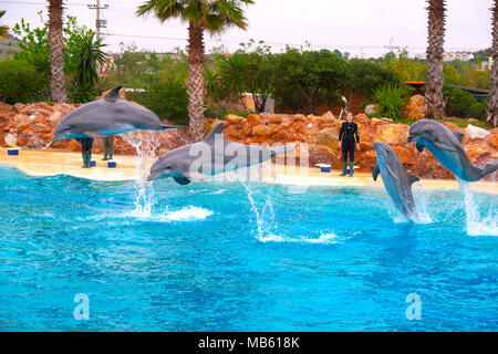 Athènes, Attique / Grèce - 2018/03/31 : les grands dauphins communs, connu sous le nom de dauphin ou Bottle-Nosed Dolphin, lors d'un spectacle de la vie marine Banque D'Images