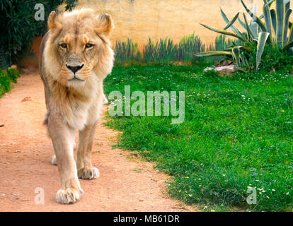 Homme célibataire Angola Lion, Panthera leo bleyenberghi, dans un jardin zoologique Banque D'Images