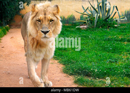 Homme célibataire Angola Lion, Panthera leo bleyenberghi, dans un jardin zoologique Banque D'Images