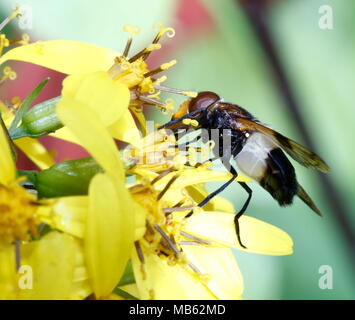 Black & White wasp-comme l'alimentation des insectes sur fleur jaune Banque D'Images