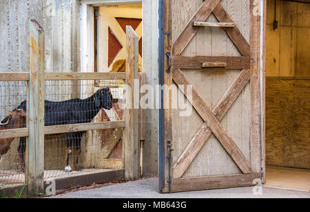 En chèvre noir Stylo ferme avec porte en bois rustique Banque D'Images
