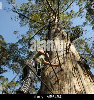 L'escalade adolescent 53 mètres de hauteur, Gloucester Tree Pemberton, l'ouest de l'Australie Banque D'Images