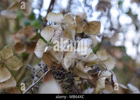 Hortensia morte Banque D'Images