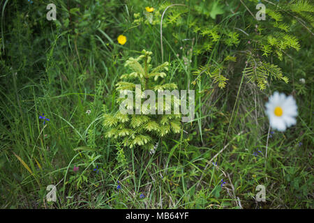 Vue rapprochée de jeunes pins mignon petit arbre qui pousse dans la forêt verte chez les plantes sauvages. Photographie couleur horizontal. Banque D'Images