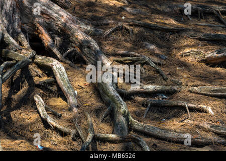 Close up de racines d'arbres ombragés couverts dans les aiguilles de pin brun sur les dunes de sable côtières de Cape Vidal dans le Zululand, Afrique du Sud Banque D'Images