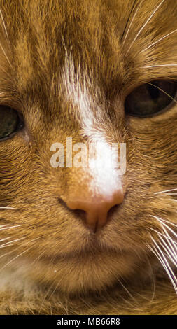 Portrait de gingembre et de chat blanc soulignant les moustaches et Yeux Banque D'Images
