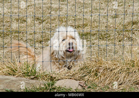 Un mignon chiot de race mixte se trouve derrière une clôture, attendant juste pour jouer ! Banque D'Images