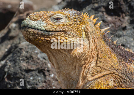 Un grand mâle iguane terrestre des Galapagos (Conolophus subcristatus) sur la chaleur des roches de lave de l'île Seymour Nord juste au nord de Santa Cruz de Galápagos. Banque D'Images