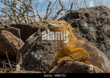 Un grand mâle iguane terrestre des Galapagos (Conolophus subcristatus) au soleil sur les rochers de lave sur l'île Seymour Nord dans les îles Galapagos, en Équateur. Banque D'Images