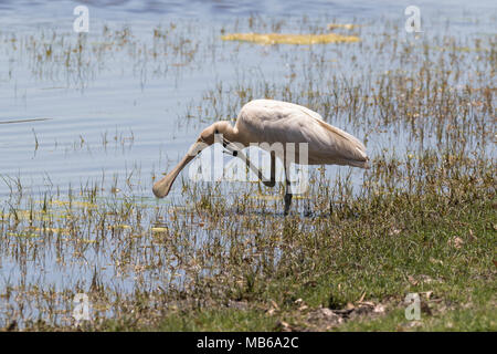 Un Yellow-Spatule blanche (Platalea flavipes) lissage / gratter dans les eaux peu profondes du lac Joondalup, Yellagonga RP, Perth, Australie occidentale Banque D'Images