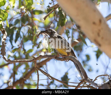 Un oiseau Red Wattle Anthochaera carunculata) (avec un grand insecte dans son projet de loi, à côté du lac de bush, Joondalup Yellagonga RP, Perth, Australie occidentale Banque D'Images