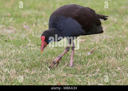 Une talève sultane (Porphyrio porphyrio) à chercher de la nourriture à côté du lac Monger, Perth, Australie occidentale Banque D'Images