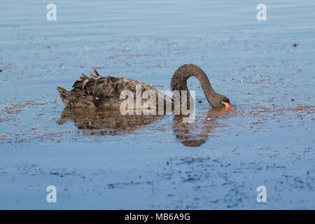 Un cygne noir (Cygnus atratus) se nourrissant de Pâtre Lake, Perth, Australie occidentale Banque D'Images