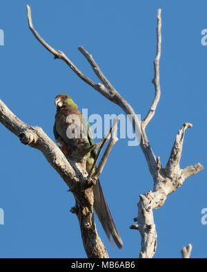 Un Western Rosella (Platycercus icterotis) perchés dans les arbres à proximité de Lesmurdie Falls, parc régional de Mundy, collines de Perth, Australie occidentale Banque D'Images