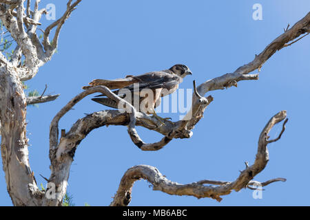 Un Hobby (Falco longipennis) perché dans un arbre à côté du lac Joondalup, Yellagonga Regional Park, Perth, Australie occidentale Banque D'Images