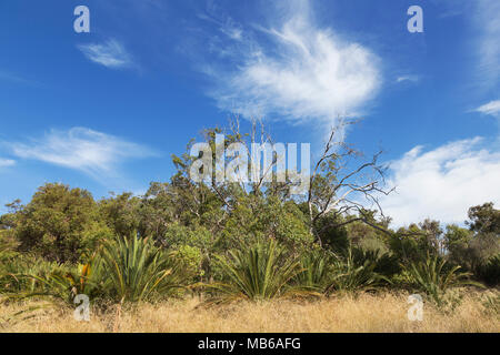 Traînées de cloud contre un ciel bleu clair au-dessus de bush-land au bord du lac de Fremantle, Perth, Australie occidentale Banque D'Images