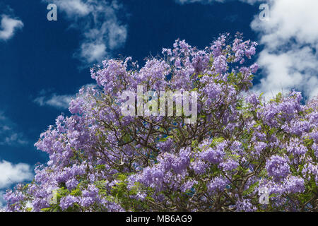 Un arbre Jacaranda (famille Bignoniaceae) en pleine floraison à Kalamunda, Perth, Australie occidentale Banque D'Images