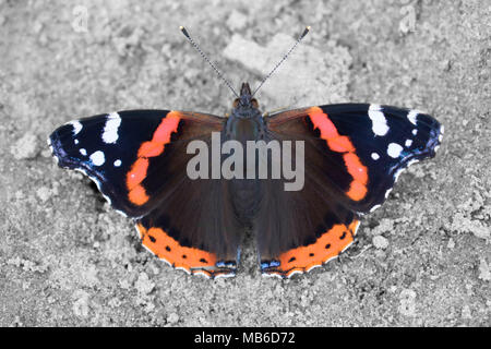 Papillon amiral rouge Banque D'Images