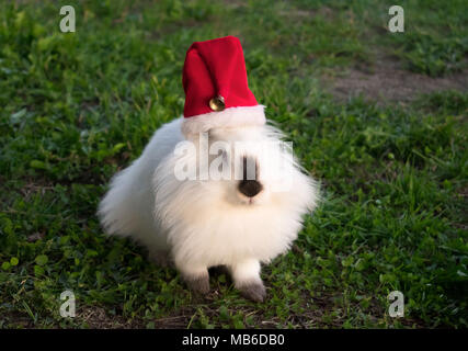 Lionhead rabbit Banque D'Images